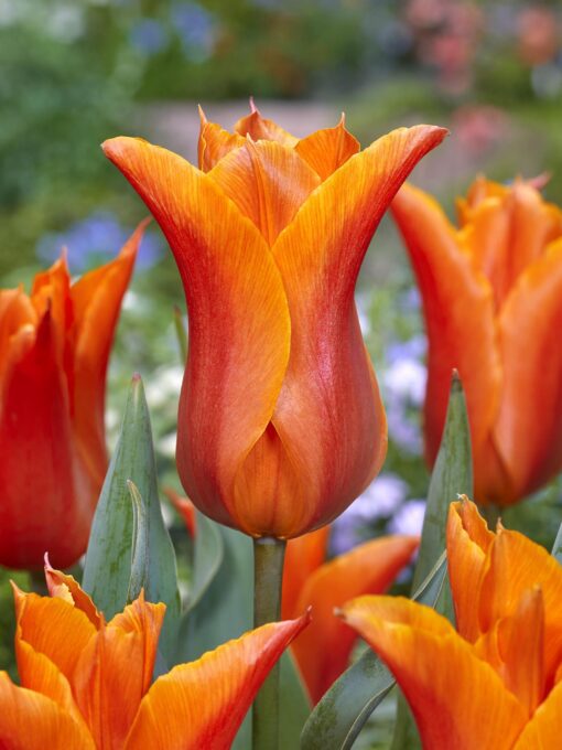 Orange liljeblomstrende tulipan “Ballarina” – Tulipanløg 10 stk. 35,- kr. 100 stk. 329,- kr.