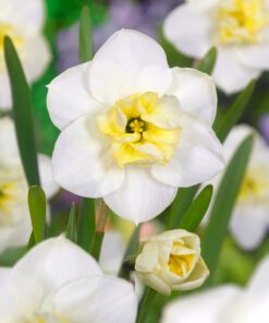 Påskelilje Papillon Blanc smuk hvid split corona påskelilje med sart gul midte. Køb på NemHjem.dk