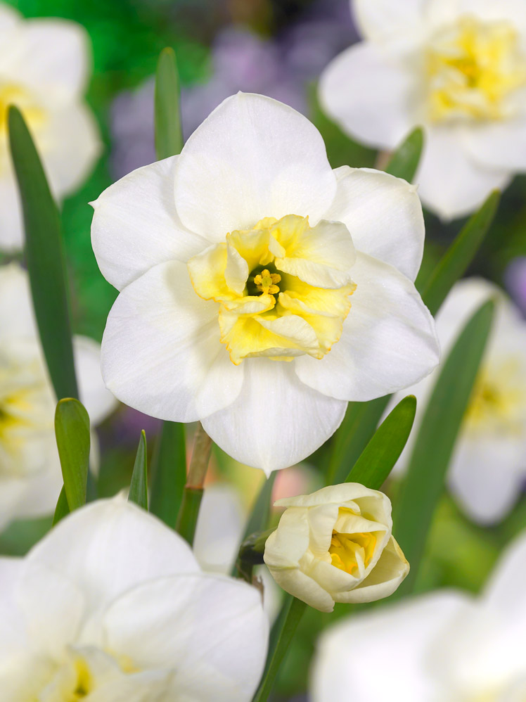 Påskelilje “Papillon Blanc” – Hvid/Gul Split Corona – 10 stk. 45,- kr.