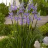 Prærielilje / Camassia løg “Caerulea leichtlinii” Blå – 7,95 kr. v/10 stk. – 6,95 kr. v/25 stk.