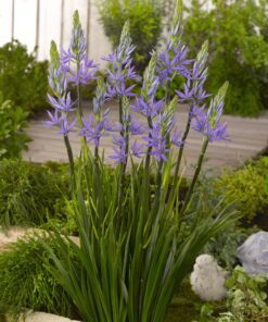 Prærielilje / Camassia løg “Caerulea leichtlinii” Blå – 7,95 kr. v/10 stk. – 6,95 kr. v/25 stk.