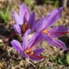 Safrankrokus – “Crocus Sativus” løg – Dyrk din egen safran med disse safrankrokusløg.