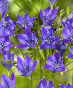 Trillingelilje / Triteleia “Corrina” – 1,00 kr. v/100 stk.