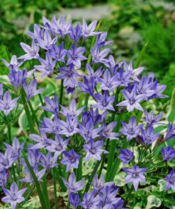 Blå Trillingelilje eller Triteleia Queen Fabiola med finde blå blomster. Køb på NemHjem.dk