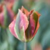 Viridiflora tulipan Artist Tulipanløg – 10 stk. 35,- kr.
