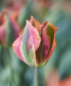 Viridiflora Tulipan Artist er et kunstværk i sig selv. Køb tulipanløg på NemHjem.dk