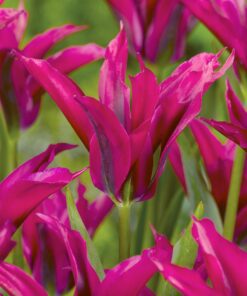 Viridiflora Tulipanen Doll's Minuet blomstrer længe i kraftige farver. Virkelig skøn og flot tulipan. Køb tulipanløg på NemHjem.dk
