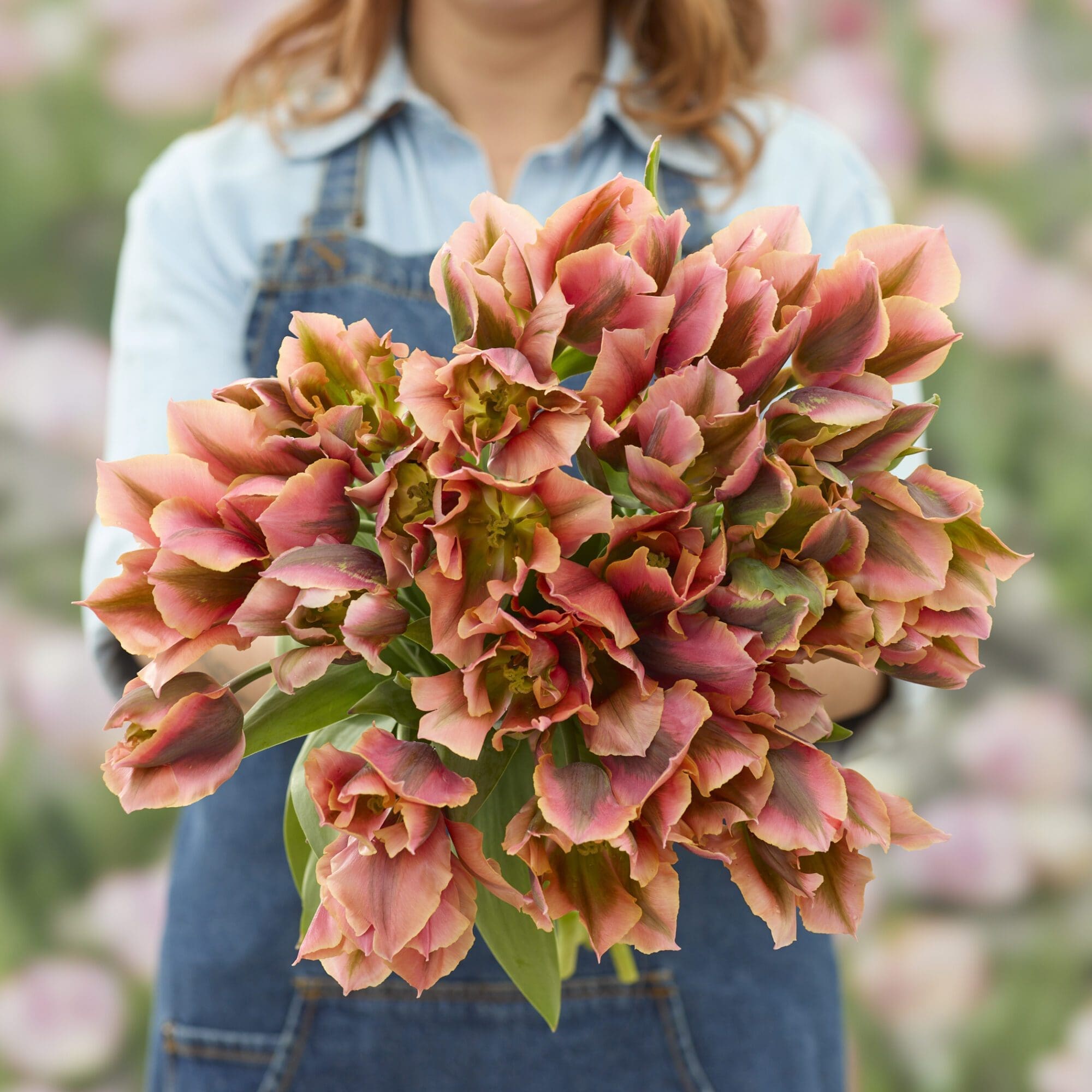 Tulipanløg “Artist” | Viridiflora tulipan | Løgstørrelse 12+ | FRA 5,40 KR.