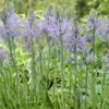 Prærielilje / Camassia løg “Zwanenburg” Blåregn-blå – 12,95 kr. v/10 stk. | 9,95 kr. v/25 stk.