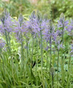 Prærielilje / Camassia løg “Zwanenburg” Blåregn-blå – 12,95 kr. v/10 stk. – 10,95 kr. v/25 stk.