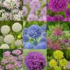 Allium Tilbudspakke – Smukke prydløg i varierende farver og størrelser.