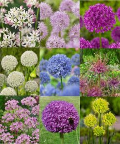 Allium Tilbudspakke – Smukke prydløg i varierende farver og størrelser.