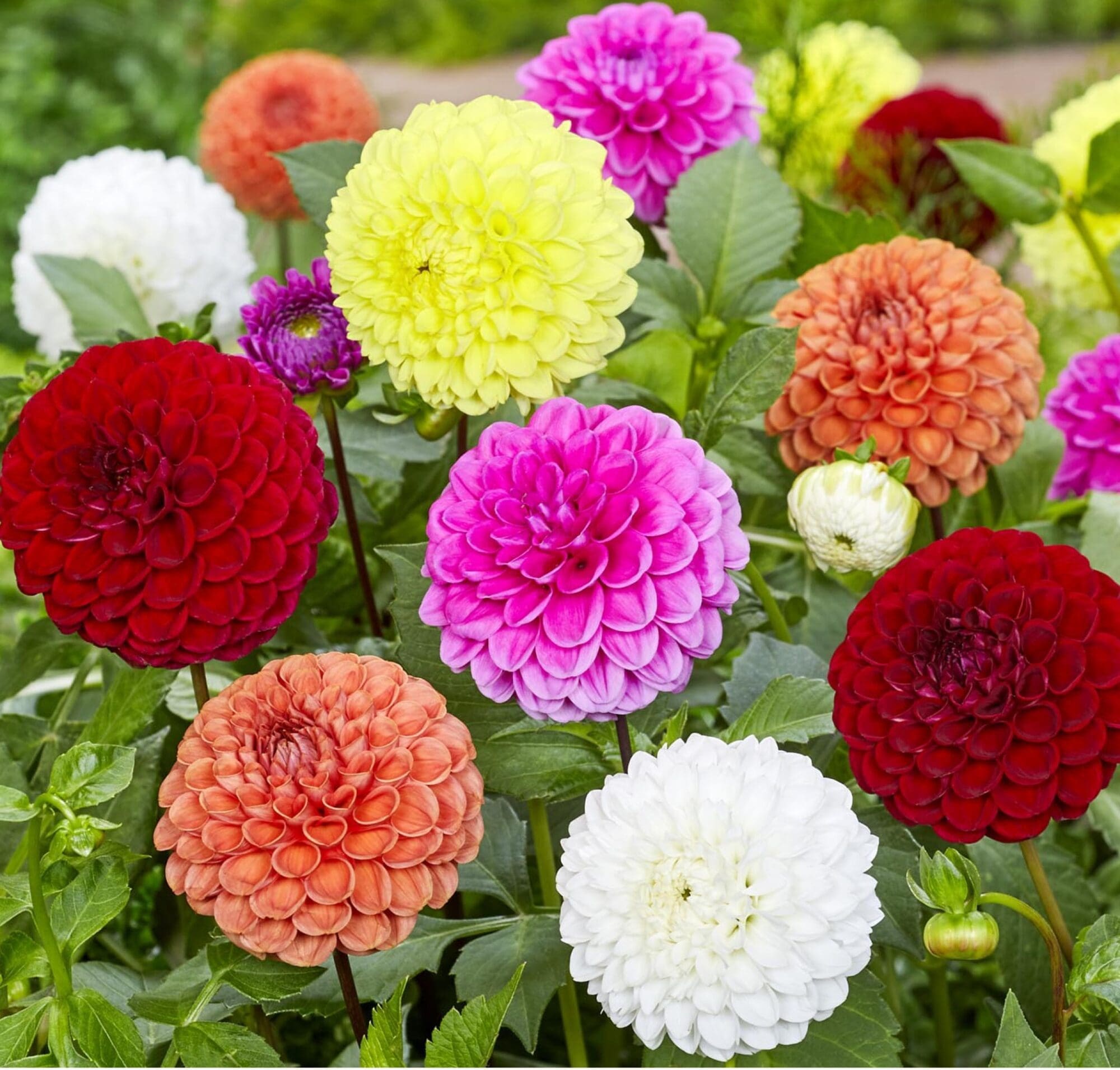 Dahlia "Ball dahlia mix" - Vidunderlige runde farverige blomster. 24,95 kr. v/3 stk 22,95 kr. v/10 stk - Prisgaranti på Blomsterløg