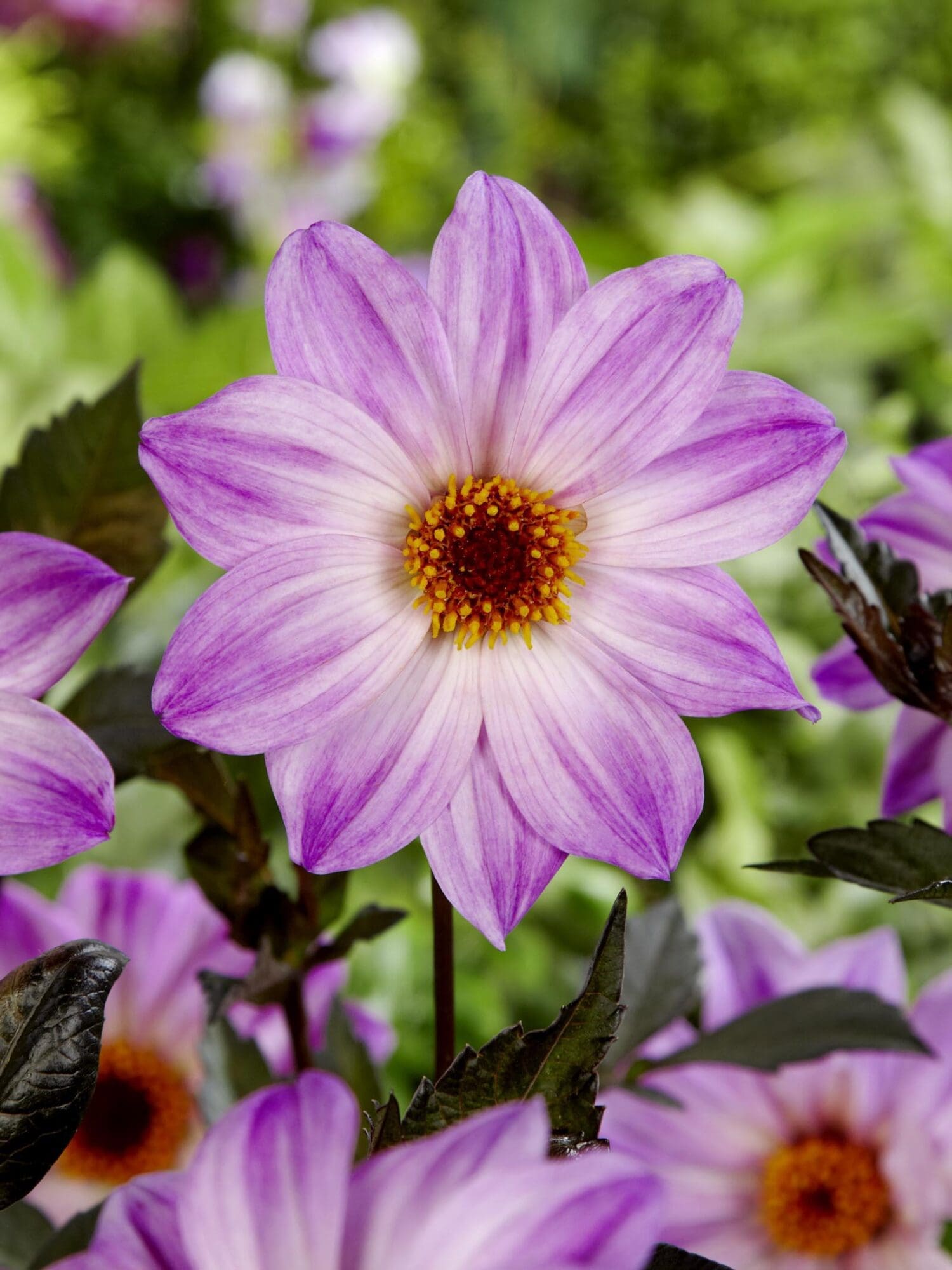 Dahlia "Bishop of Leichester" - Enkeltblomstrende dahlia. 24,95 kr. v/3 stk 22,95 kr. v/10 stk - Prisgaranti på Blomsterløg