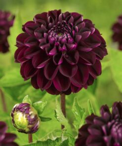Dahlia “Dark Spirit” Mørk, næsten sort pompon dahlia. 24,95 kr. v/3 stk 22,95 kr. v/10 stk