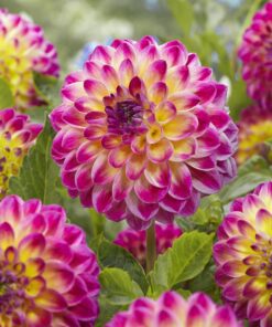 Dahlia Hapet Daydream. Smuk Ball dahlia. Køb ball dahlia på NemHjem.dk