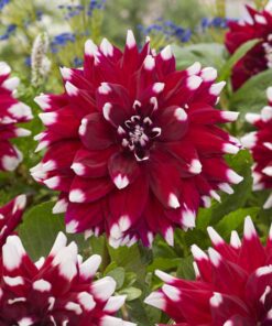 Dahlia Mystery Day Dacorative dahlia i to farver. Køb Dahlia på NemHjem.dk til lav pris