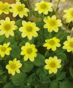 Dahlia “Topmix Gul”.