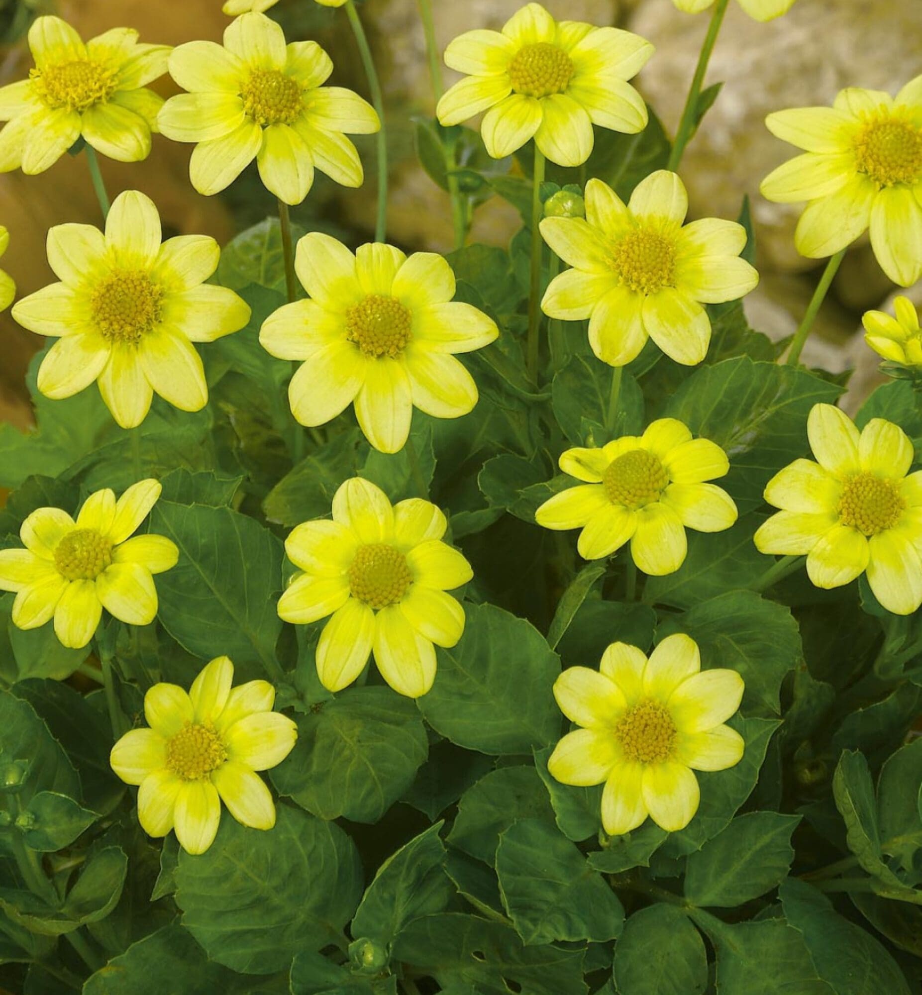Dahlia "Topmix Gul". 24,95 kr. v/3 stk 22,95 kr. v/10 stk