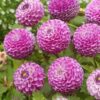 Dahlia “Zippity Do Da” Pompon dahlia. 24,95 kr. v/3 stk 22,95 kr. v/10 stk