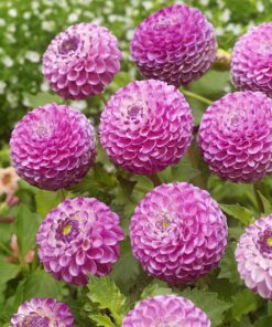 Dahlia Zippity Do Da pompon dahlia med virkeligt smukke blomster. Køb pompon dahlia på NemHjem.dk