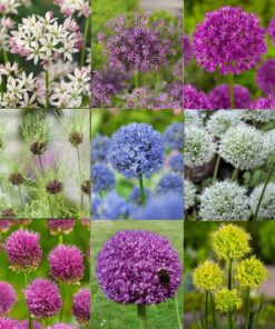 Stor udsalgspakke med Allium – SPAR 40% – Pakke med 16 forskellige Allium varianter  (258 løg.)