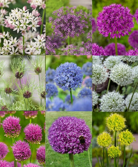 Stor udsalgspakke med Allium – SPAR 40% – Pakke med 16 forskellige Allium varianter (258 løg.)