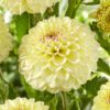 Dahlia “Isa Favourite” Ball Dahlia 26,95 kr. v/3 stk 24,95 kr. v/10 stk