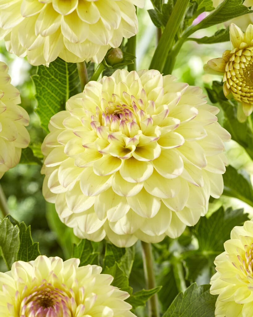Dahlia “Isa Favourite” Ball Dahlia 26,95 kr. v/3 stk 24,95 kr. v/10 stk