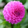 Dahlia “Robann Regal” Lavendelfarvet Ball Dahlia 24,95 kr. v/3 stk 22,95 kr. v/10 stk