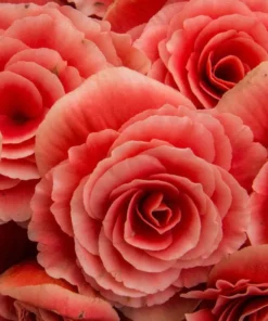 Knoldbegonia Dobbelt Laksefarvet – 8,95 ved 3 stk. 7,95 ved 10 stk.