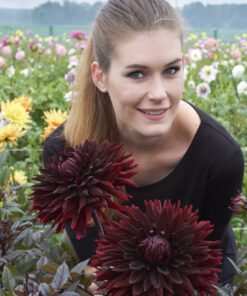 Dahlia Black Jack betagende smukke mørke dahlia. Køb på nemhjem.dk til bedste pris.