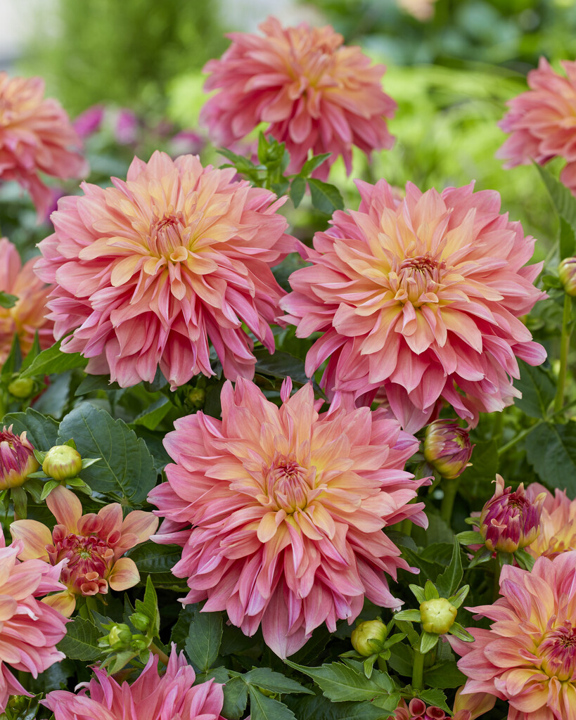 Dahlia “Garden Desire” Orange-laksefarvet dahlia. 24,95 kr. v/3 stk 22,95 kr. v/10 stk