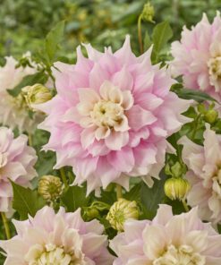 Dahlia Gitts Perfection. Smuk stor lyserød og cremefarvet dinnerplate dahlia. Køb på nemHjem.dk