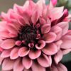 Dahlia “Night Silence” Decorative dahlia. 32,95 kr. v/3 stk 30,95 kr. v/10 stk