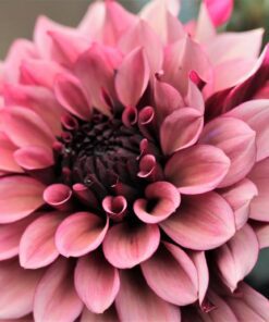 Dahlia “Silence” Rabatpakke – Smukke dahlia. Pakke med 8 dahliaknolde i “Silence serien”