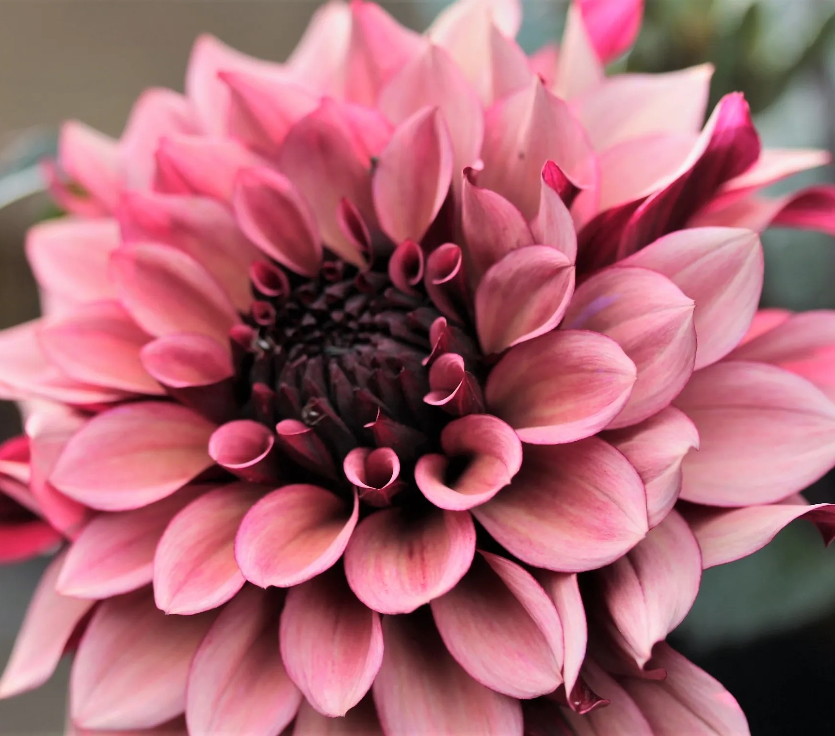 Dahlia “Night Silence” Decorative dahlia. 32,95 kr. v/3 stk 30,95 kr. v/10 stk