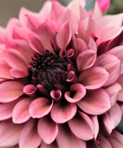 Dahlia “Night Silence” Decorative dahlia. 32,95 kr. v/3 stk 30,95 kr. v/10 stk