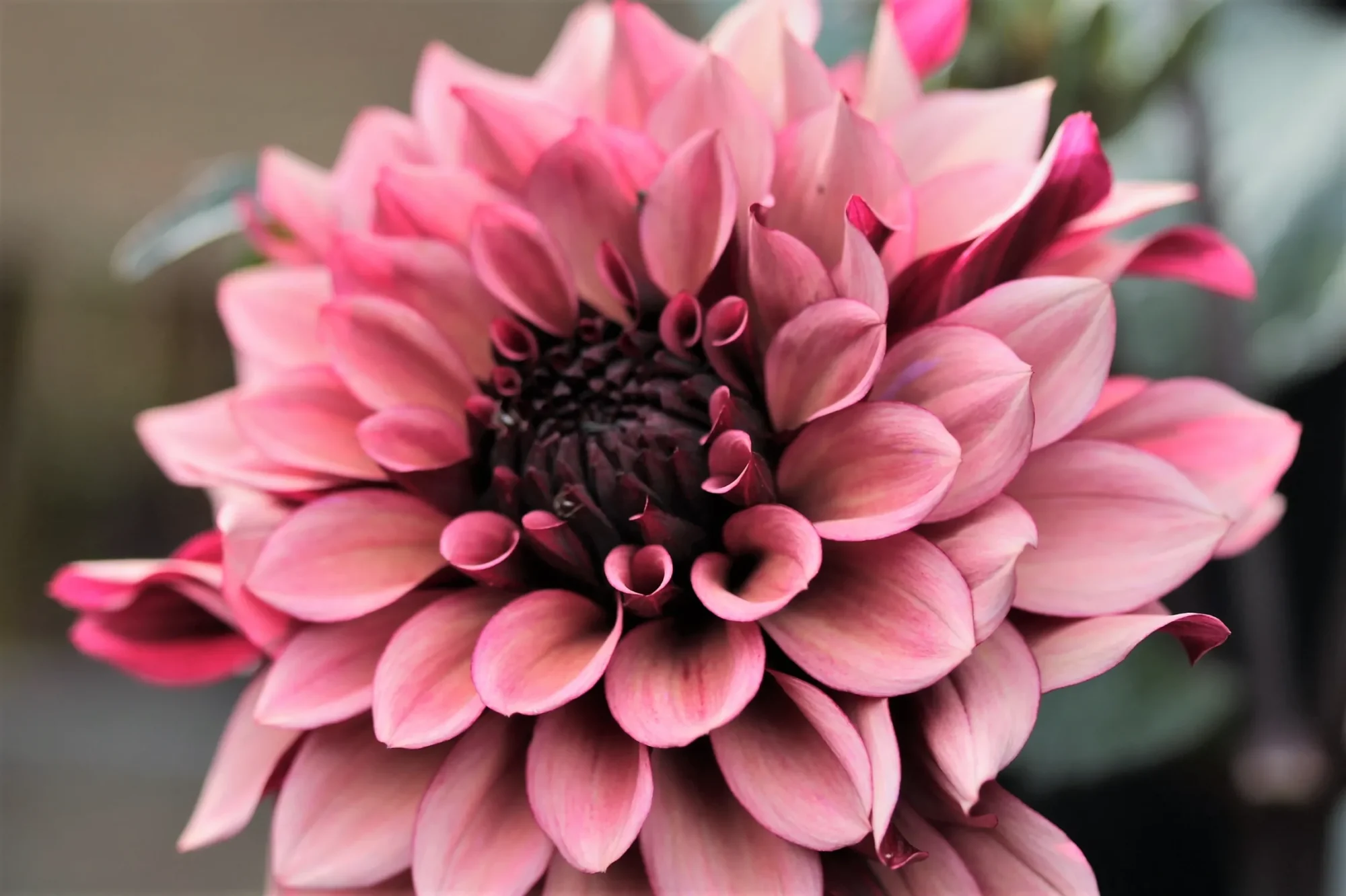 Dahlia “Night Silence” Decorative dahlia. 32,95 kr. v/3 stk 30,95 kr. v/10 stk