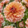 Dahlia “Peaches and Vanilla”. 26,95 kr. v/3 stk 24,95 kr. v/10 stk