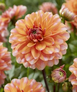Dahlia “Peaches and Vanilla”. 26,95 kr. v/3 stk 24,95 kr. v/10 stk