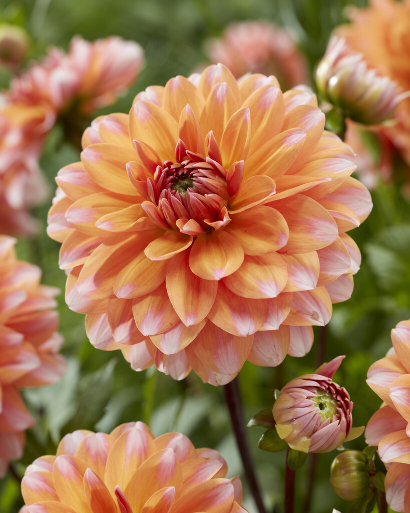 Dahlia “Peaches and Vanilla”. 26,95 kr. v/3 stk 24,95 kr. v/10 stk
