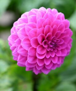 Dahlia “Robann Regal” Lavendelfarvet Ball Dahlia 24,95 kr. v/3 stk 22,95 kr. v/10 stk