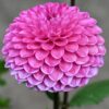 Dahlia “Sweet Fabienne” Ball Dahlia.  26,95 kr. v/3 stk 24,95 kr. v/10 stk.