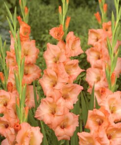 Gladiolus “Georgia Peach” Smuk ferskenfarve 3,25 kr. v/25 stk 2,75 kr. v/100 stk