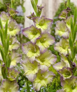 Gladiolus “Moonlight Shadow” Gladiolusløg – 3,50 kr. v/25 stk 3,00 kr. v/100 stk.