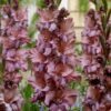Gladiolus “Rusty Chestnut” Gladiolusløg – 3,50 kr. v/25 stk 3,00 kr. v/100 stk.