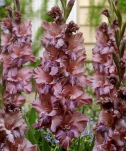 Gladiolus “Rusty Chestnut” Gladiolusløg – 3,50 kr. v/25 stk 3,00 kr. v/100 stk.