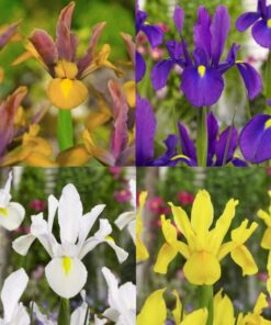 UDSALGSPAKKE – “Iris i 4 smukke farver” – Tilbud 100 stk KUN 100 kr.