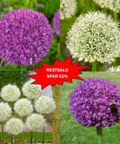 Restsalg pakke Kæmpeprydløg med flotte varianter. Køb på NemHjem.dk